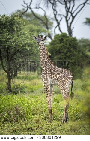 Vertical Portrait Of A Baby Giraffe Standing In The Rain On Green Grass In Ndutu In Tanzania