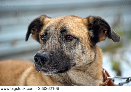 Red-haired Dog Mongrel In Winter