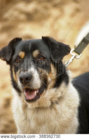 Cute Black And White Dog Sitting On The Lawn, Outside Photo. Summer