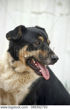 Cute Black And White Dog Sitting On The Lawn, Outside Photo. Summer
