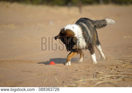 Dog On The Beach