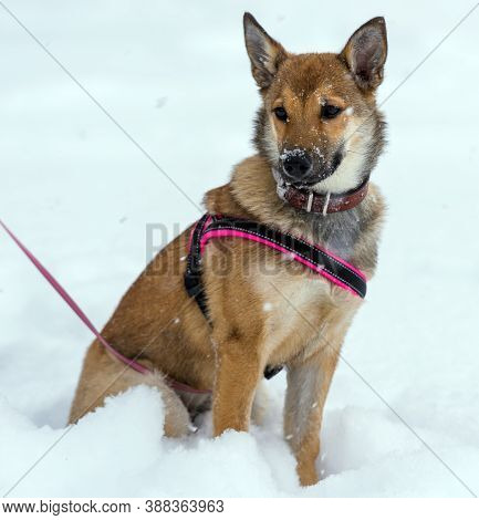 Red Puppy Among Snow In The Winter.