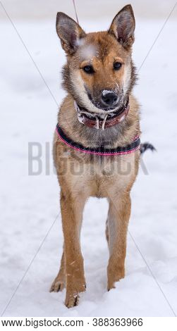 Red Puppy Among Snow In The Winter.