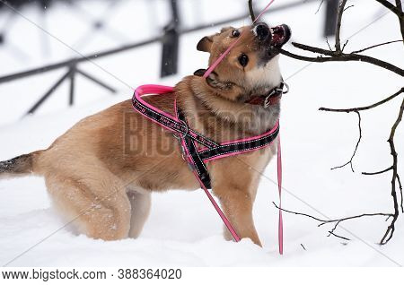 Red Puppy Among Snow