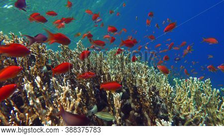 Colorful Tropical Fish Near The Coral Reef, Amazingly Beautiful Underwater Shot .