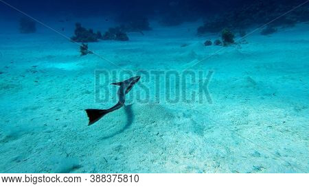 Colorful Tropical Fish Near The Coral Reef, Amazingly Beautiful Underwater Shot .