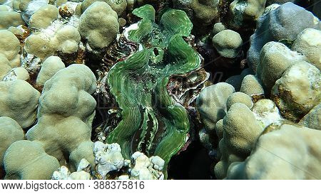 Colorful Tropical Fish Near The Coral Reef, Amazingly Beautiful Underwater Shot .
