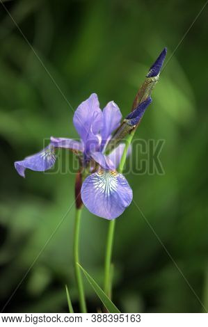 Irises On A Lawn