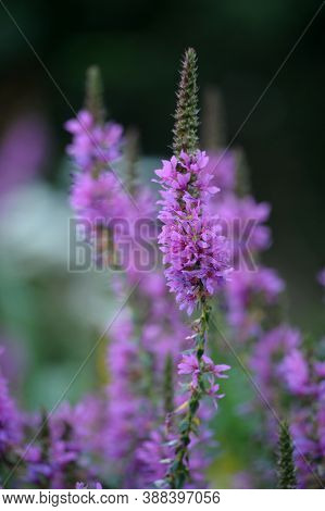 Flowering Steppe. Salvia (salvia Stepposa). Russia. Rostov Region.