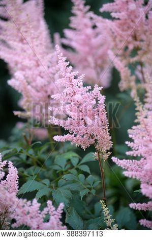 The Blossoming Pink Astilba With An Insect Inside