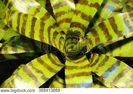 Vriesea Splendens, Or Flaming Sword, Is A Species Of Flowering Plant In The Family Bromeliaceae, Sub