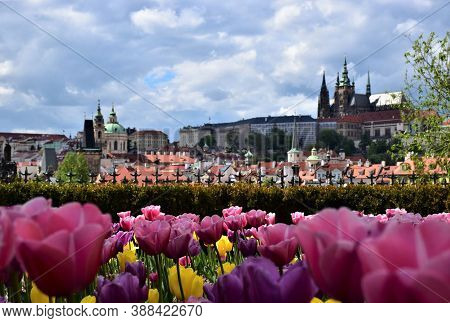 Colorful Tulips In The City Of Prague, Czech Republic, Czechia, Prague Castle Hradcany, Charles Brid