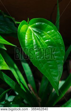 The Famous Mysore Betel Leaves For A Lots Of Healthy Benifits