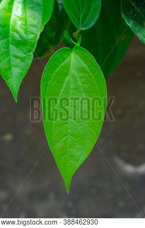 The Famous Mysore Betel Leaves For A Lots Of Healthy Benifits