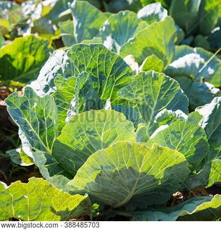 White Cabbage In The Garden. Close Up On Fresh Cabbage In Harvest Field. Cabbage Are Growing In Gard
