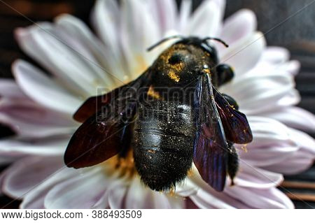 Xylocopa Valga On A White Flower, Macro
