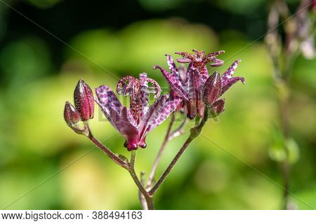 Toad Lily (tricyrtis Formosana)