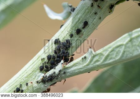 Blackfly Infestation