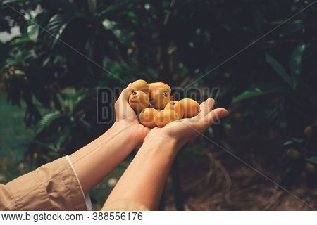 Hands Full Of Maltese Plums On Green Background. Two Hands Full Of Yellow Fruits.
