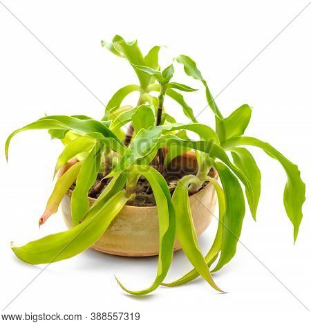 Callisia Fragrant In Pot Isolated On A White Background