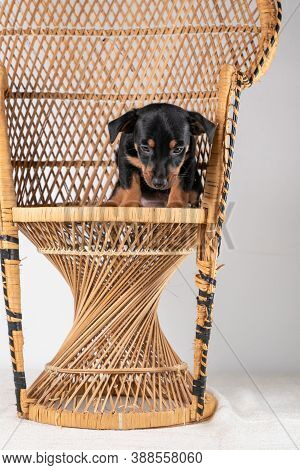 A Portrait Of A Cute Jack Russel Terrier Puppy Sitting On A Rattan Chair, Isolated On A White Backgr