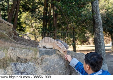 Hiroshima Prefecture, Japan - Dec 28, 2019 : Feeding Wild Rabbits On Okunoshima ( Rabbit Island ). N