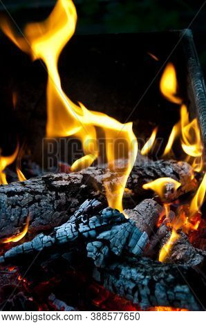 Fire And Firewood Turned Into Coal Ash. Burning Tree Branches Wooden Logs. Picnic On Camping. Warm U