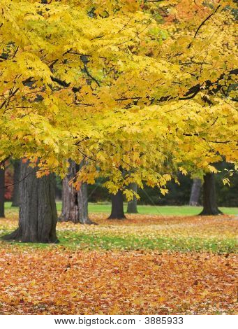 Cores de outono