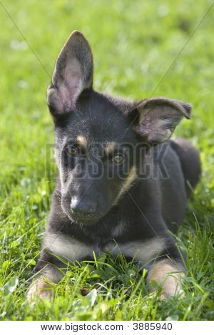 Filhote de cachorro bonito pastor alemão