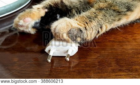 Cat Paw Lies On White Electric Plug, Close-up. Electricity And Animal Concept.