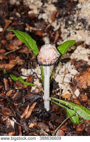 Close-up Of An Old Shaggy Ink Cap In A Forest With Black Gills An White Hat Wet From Rain