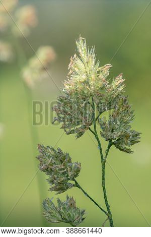 Cat Grass (dactylis Glomerata)