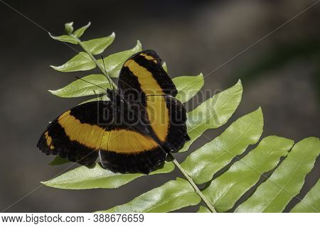 An Australian Lurcher Butterfly, Resting On A Leaf In The Sunlight.