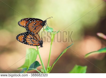 Pair Of Queen Butterflies (danaus Gilippus) Mating And Hanging On A Leaf In The Fall