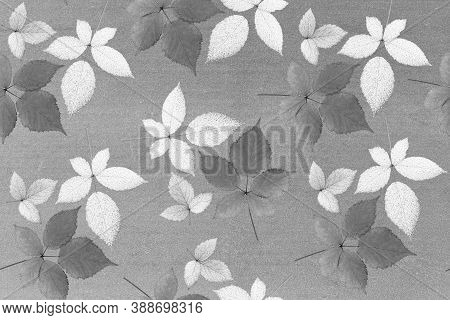 Leaves On Grey Background. Autumn Leaves. Grey Leaf