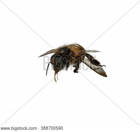 A Close Up Of One Worker Bee On A White  Background.