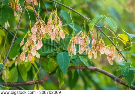 Box Elder Tree With Green Foliage And Winged Seeds Close Up. Close-up Of Maple Seeds, Disamaras. Ace