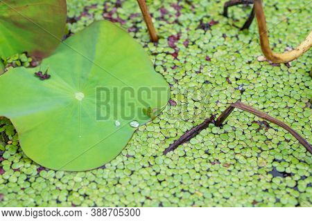 Lotus Leaf With Drops Of Water And Green Small Leaves Floating On The Water. Full Frame Photo
