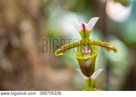 Beautiful Paphiopedilum Orchid Are Blooming On Nature Background. Lady's Slipper Orchid. Space For T