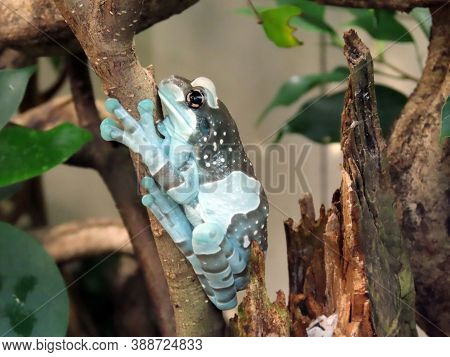 Mission Golden-eyed Tree Frog (trachycephalus Resinifictrix, Syn. Phrynohyas Resinifictrix), Boatman