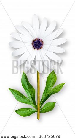 Offbeat Chamomile Flower. Composition Of White Chamomile With A Blue Core And Peony Leaves. Art Obje