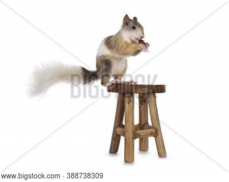 Male Japanese Lis Squirrel In Varied Colors, Sitting On Little Wooden Stool. Holding A Hazel Nut In 