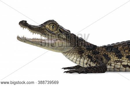 Head Shot Of Young, One Year Old Spectacled Caiman Crocodile, Standing Side Ways. Mouth Open. Isolat
