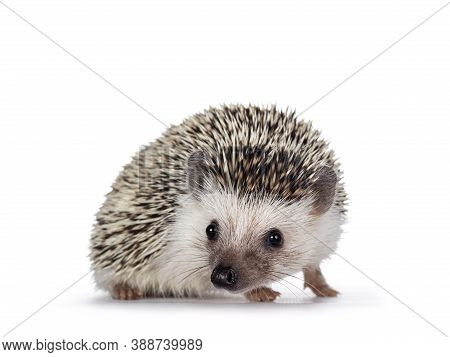 Cute Baby African Pygme Hedgehog, Standing Side Ways. Head Turned And Looking To Camera. Isolated On