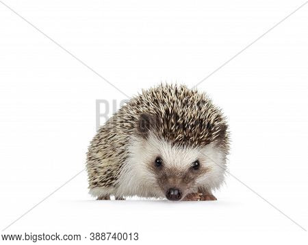 Cute Adult African Pygme Hedgehog, Standing Facing Front. Looking Straight To Camera. Isolated On A 