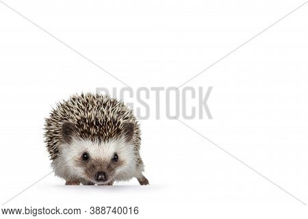 Cute Adult African Pygme Hedgehog, Standing Facing Front. Looking Straight To Camera. Isolated On A 