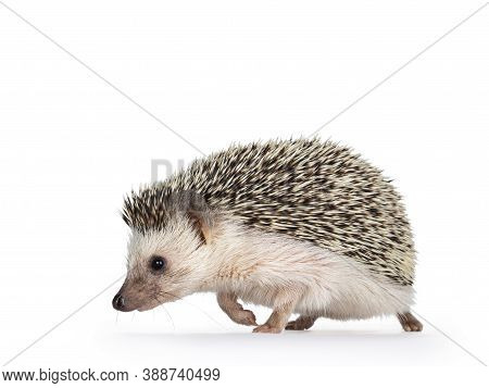 Cute Adult African Pygme Hedgehog, Walking Side Ways. Looking Straight Ahead. Isolated On A White Ba