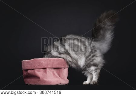 Pretty Young Black Silver Blotched British Longhair Cat, Standing Side Ways With Head In Pink Velvet