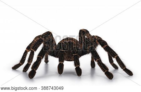 Front View Of Mature Female Brazilian Salmon Pink Birdeater Spider Aka Lasiodara Parahybana, Standin