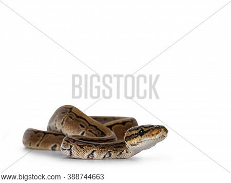Pinstripe Ballpython Snake Aka Python Regius, Moving Towards Camera. Detailed Head Facing Camera. Is